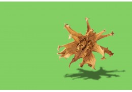 Les bienfaits de l'harpagophytum