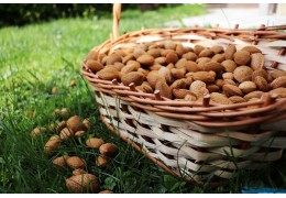 L’amande douce : Un trésor naturel pour la peau et la santé