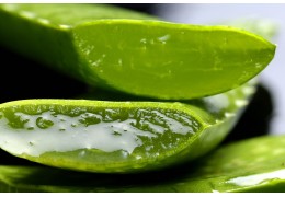 Aloe Vera : Un Trésor Naturel pour l’Hydratation, la Cicatrisation et la Digestion
