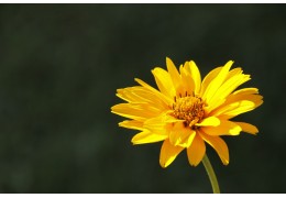 Les bienfaits de l'arnica