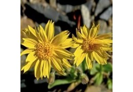 l'arnica, la plante qui nous veut du bien