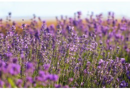Les Bienfaits de la Lavande : Relaxation, Soin de la Peau et Santé