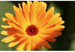 Le souci (Calendula officinalis) : une plante aux multiples bienfaits