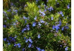 Romarin : L'Élixir Naturel pour le Corps et l'Esprit